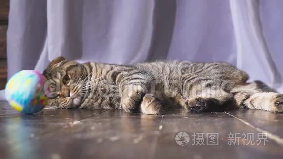 猫在玩地球仪。 你手中的世界概念。 慢动作