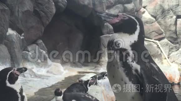 企鹅在莫斯科动物园俄罗斯视频