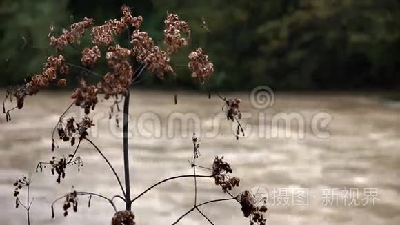 河岸上半干植物景观视频