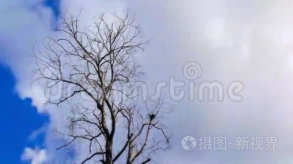 蓝天上的云移与干燥的树前景视频