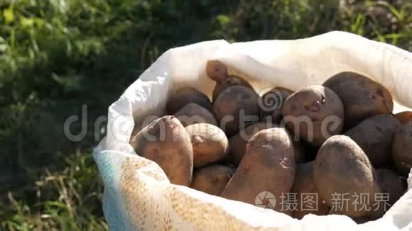 大土豆在袋子里。 巨大的马铃薯收获近景