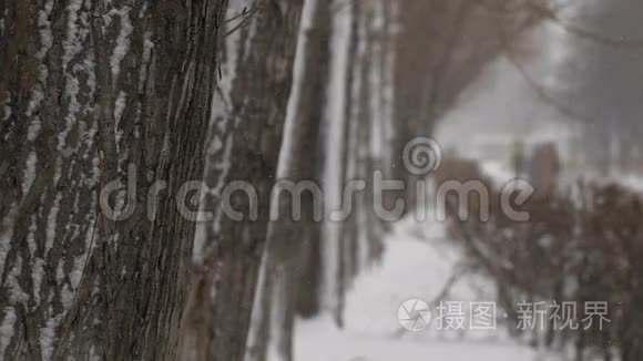 冬季人行道。 在城市里下雪，一条有树的人行步道