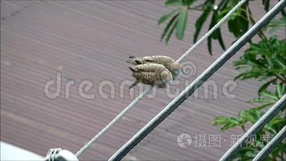 小鸟情人在小雨中并肩沐浴视频