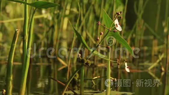 河岸上天然纯净的草视频