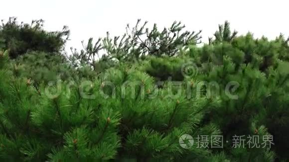 韩国釜山乐天花园松树视频