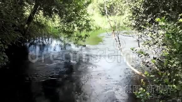 河口鸟鸣视频