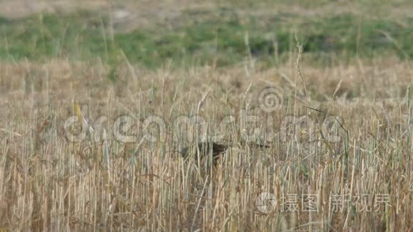 池塘鹭在干旱的田野里散步