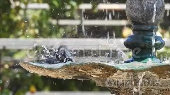 鸟儿在喷泉水上嬉戏视频