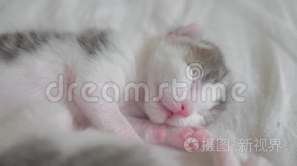 小可爱的新生小猫睡在床上。 小猫在梦中辗转反侧地嗅着，抽搐着