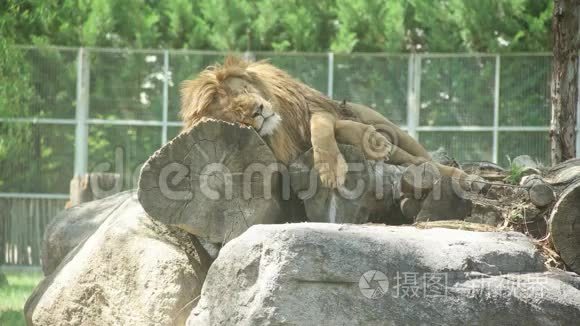 在伊兹密尔动物园睡觉的狮子。 萨萨里