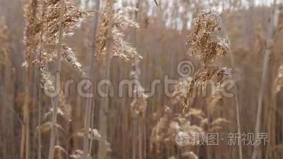 风中的湿地甘蔗