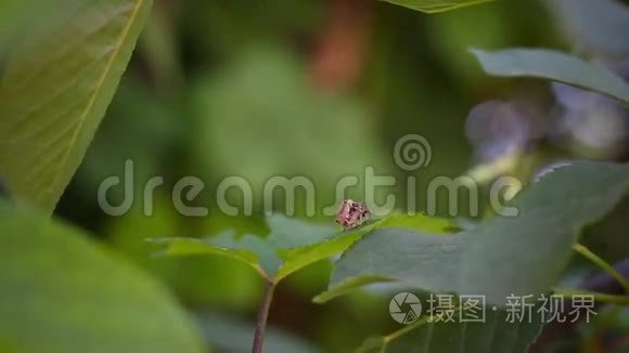 在树的叶子上交配昆虫