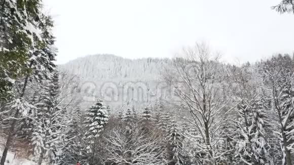 冬天的松树覆盖着白雪
