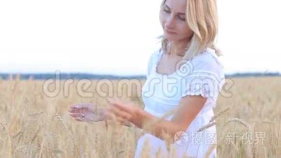 雌性手触摸麦田里的金色麦穗视频