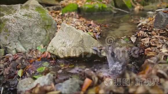 秋天，狗在小溪里玩耍