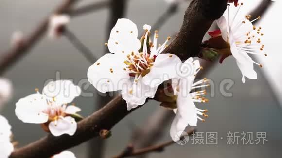 春暖花开杏.. 树枝上美丽的白花