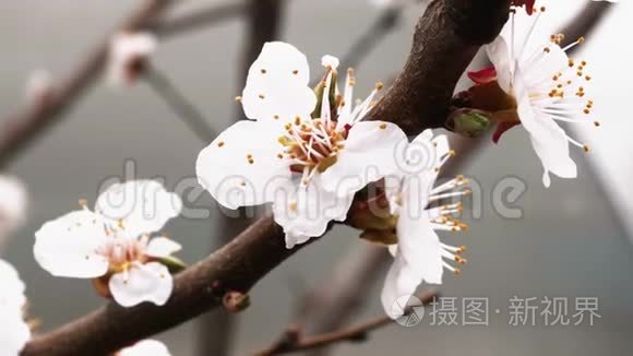 春暖花开杏.. 树枝上美丽的白花