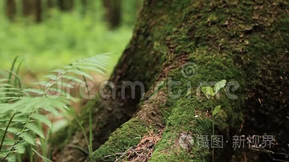 带有苔藓的松树树皮