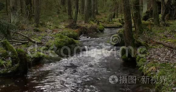 森林里的河流视频