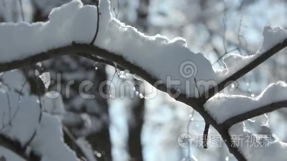 冬天的森林笼罩着一层厚厚的雪视频