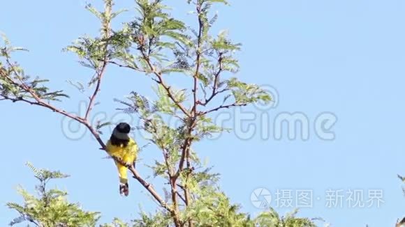 雄性苏格兰黄鹂鸟在树上视频