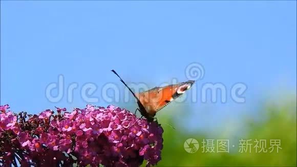 蝴蝶在一朵花上视频