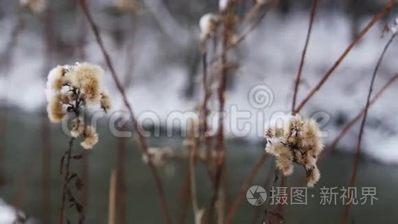 冬天的干燥和冷冻花视频