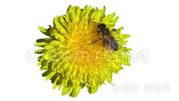 蜜蜂从花中采集花蜜和花粉视频