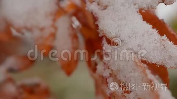 秋天的宏观视频中带雪的红树叶视频