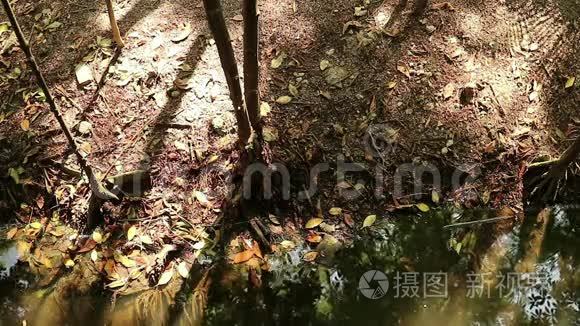 红树林和咸水池塘的金秋视频