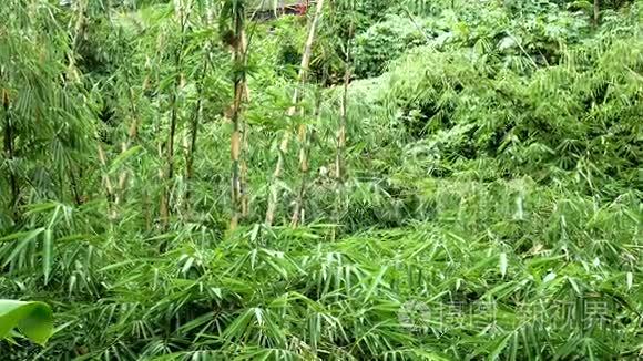 阿拉山竹树林的竹树视频