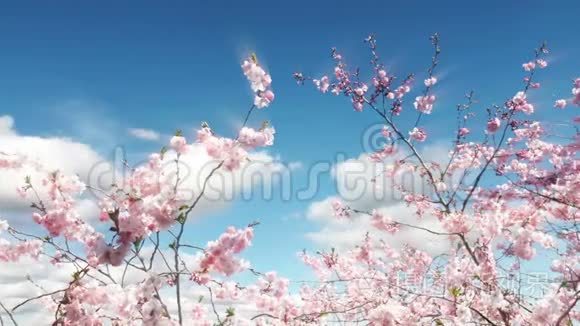 樱花树和蓝天视频