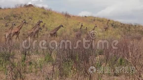 一群长颈鹿正在上行走视频