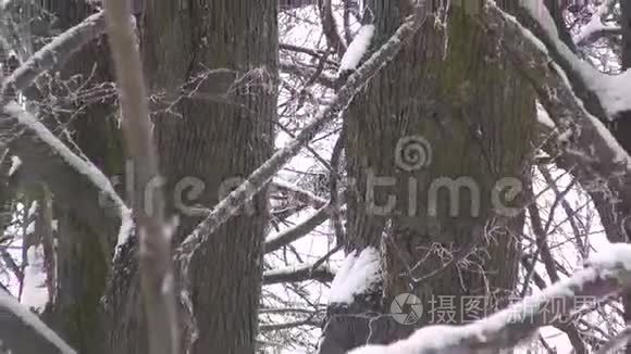 落在荒凉的宅基地里的雪视频