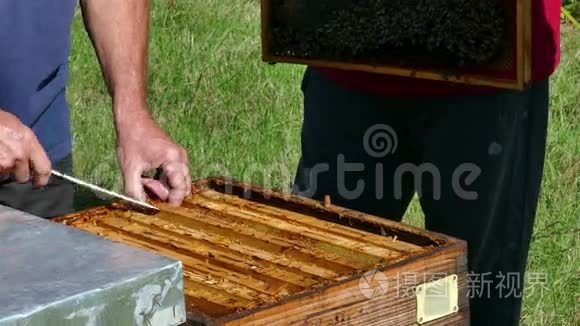 一群蜜蜂的蜂巢视频