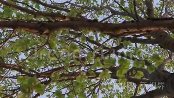 夏天下午树枝上的绿叶视频