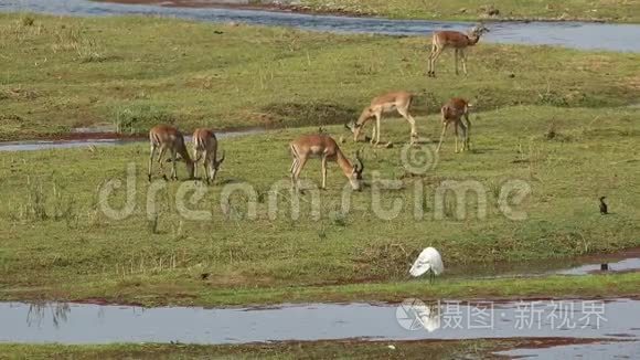 斑羚羚羊放牧