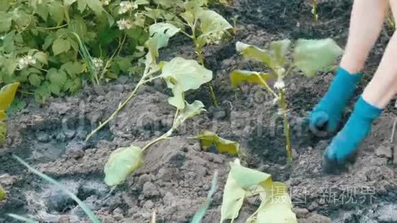 女手戴蓝手套种植茄子幼苗视频