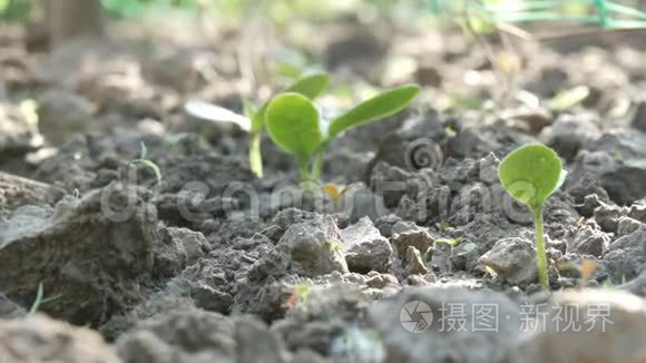 一种新生长的植物，用浇水罐浇水。 。 水被吸收到土壤中