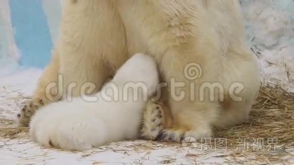 北极熊坐在动物园里喂幼崽
