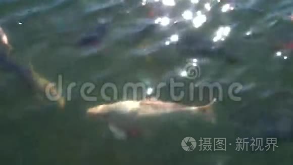 鲤鱼在池塘里驯化视频