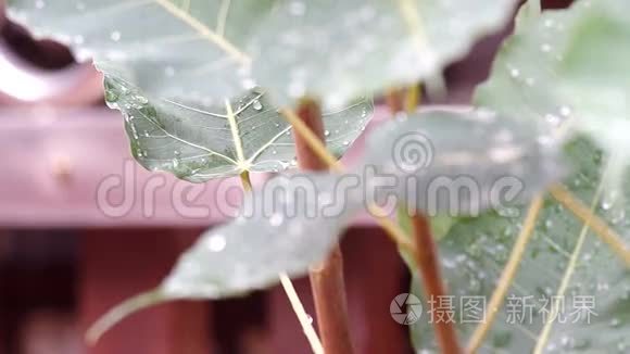 纯雨滴在琵琶叶上视频