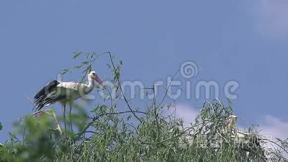 白鹳，芝加哥，成人飞行，阿尔萨斯在法国，