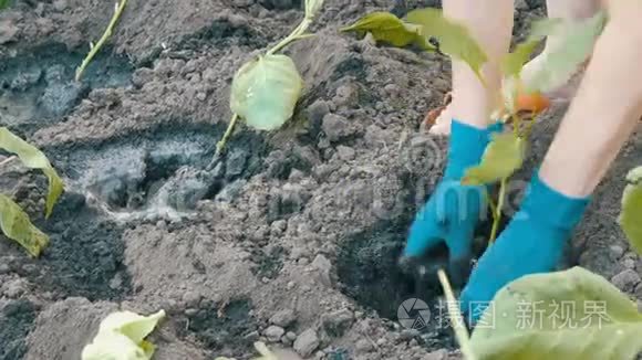 女手戴蓝手套种植茄子幼苗视频