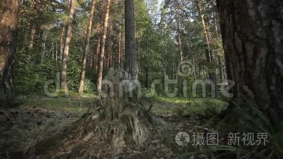 罕见的吉普车在森林道路上行驶视频