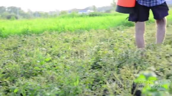 园丁在马铃薯叶子上喷洒农药视频