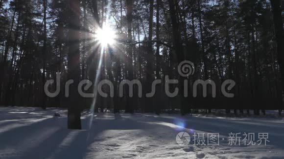 雪天冬天森林里的太阳.. 野生动物的美妙景象..