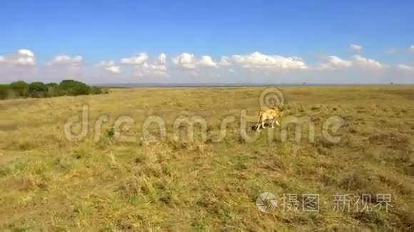 非洲热带稀树草原上猎捕的年轻狮子