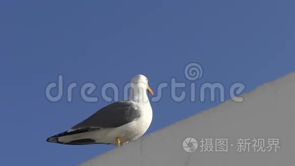 在蓝天的白色墙壁上的海鸥视频