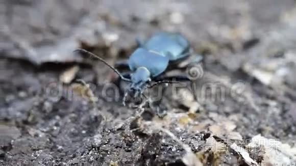 一只大黑甲虫在落叶上爬行视频